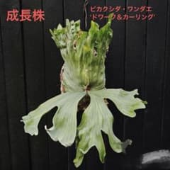 颯*様 MS458 ビカクシダ・ワンダエ ‘ドワーフ＆カーリング’ 5株セット m96239965672_1.jpg?1780021059