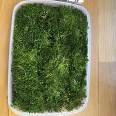 ニューラージパールグラスのサムネイル