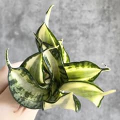 S10941☆オークション販売☆ サンスベリア ゴールデンウェンディ 極上