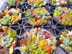 多肉植物 まとめ売りのサムネイル