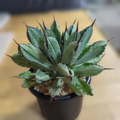 アガベ キュービック 大株のサムネイル