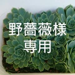 多肉植物 野薔薇様専用のサムネイル