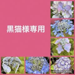 黒猫様専用　津江の紅鶴　天の川　土佐のまほろばのサムネイル