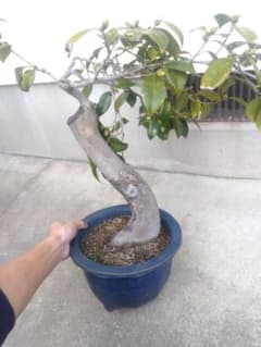 椿 ツバキ 盆栽 9号陶器鉢つき 極太❗ - メルカリ