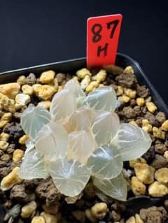 87h 多肉植物 ハオルチア 白蓮オブツーサ錦糊斑 自家繁殖 鉢植え発送