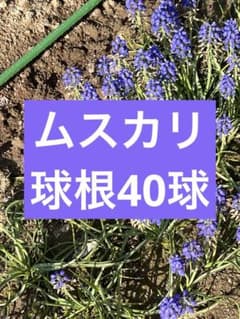 ムスカリ　中サイズ　40球のサムネイル