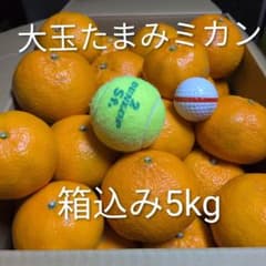 瀬戸田産 大玉たまみミカン (果実横直径7.2cm〜) 箱込み5kg 1箱のみ