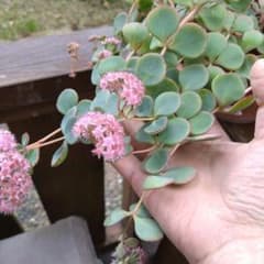 多肉植物　ミセバヤ　カット苗３本のサムネイル