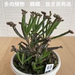 多肉植物 錦蝶 抜き苗発送 - メルカリ