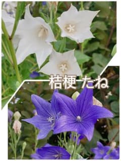 桔梗（キキョウ）種 白・紫ミックス 30粒 - メルカリ