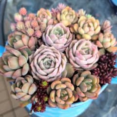 エケベリアセダム詰め合わせ　抜き苗　カット苗 多肉植物のサムネイル