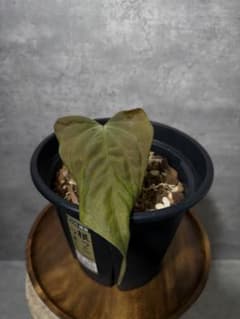 アンスリウム レッドクリスタリナム Wonder boy✖️ zara | Shop at