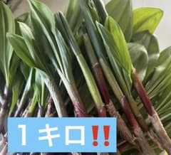 4月18日本日採れたて！アイヌネギ！行者にんにくのサムネイル