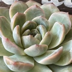 カローラ 抜き苗 多肉植物のサムネイル