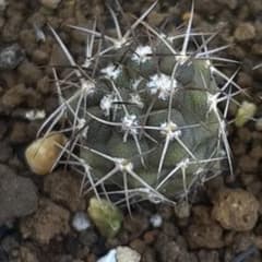 コピアポア　eremophila JN 1655 サボテンのサムネイル
