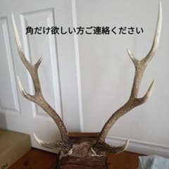 ニホンジカの角 インテリア装飾品 - メルカリ