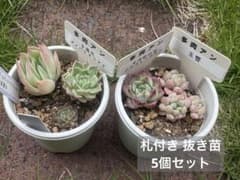 多肉アンさん苗 札付き 抜き苗 セット - メルカリ