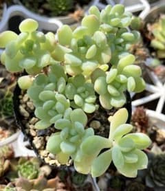 メイプルハニー　⑦抜き苗【同梱500】のサムネイル