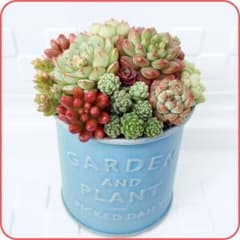 ❤多肉植物❤そのまま飾れる寄せ植え❤鉢ごと発送❤ - メルカリ