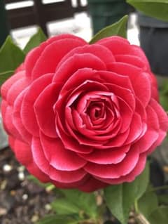 ブラックレース 椿 鉢底約60cm - メルカリ