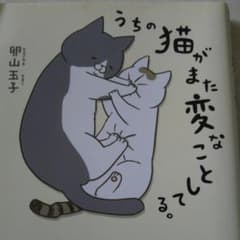 うちの猫がまた変なことしてる。のサムネイル