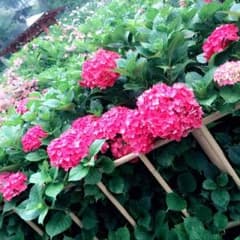 蓮様専用ページのサムネイル
