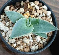 アガベ パリー トランカータ 11 実生 【選抜株 地植え 耐寒性】 - メルカリ