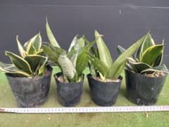 ポットごと/翌日発/沖縄離島不可】サンスベリア ミックス 観葉植物