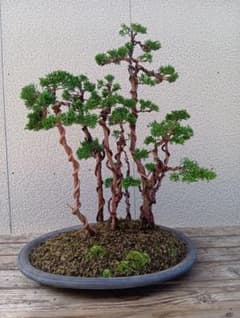 四国真柏　五本寄植え 紀州 真柏 ‼️寄せ植え ‼️値下げ15000円‼️ - メルカリ