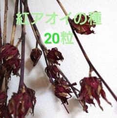 紅アオイの種 20粒のサムネイル