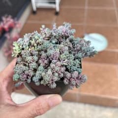 多肉植物　セダム パープルヘイズのサムネイル