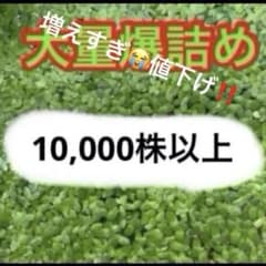 浮き草 大量爆詰め 10,000株以上 値下げ - 2