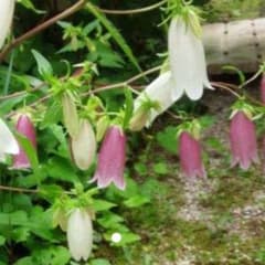 ホタルブクロ　根付き苗　多年草　植物　多肉植物　観葉植物のサムネイル