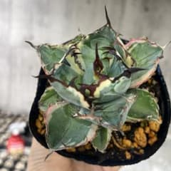 アガベ BB白覆輪斑入り抜き苗発送 - メルカリ