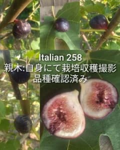I258]Italian 258 (イタリアン258 ) イチジクの苗 - メルカリ