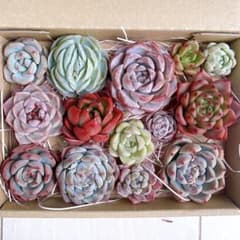 №767 多肉植物 韓国苗 エケベリア♡寄せ植えセット♡現品 匿名発送のサムネイル