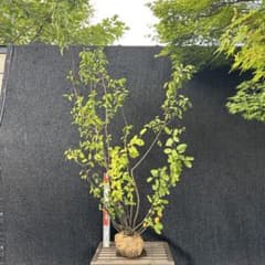 ジューンベリー　大株　【品番3395】 ジューンベリー 大株 【品番3395】 - メルカリ