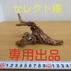 マングローブ系流木⑰　　アクアリウム　　　　　　　3点同時購入800円引き‼️のサムネイル