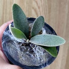 き*う様 【ビカクシダ】P. Veitchii Wild #1のサムネイル