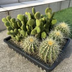 サボテン寄せ植え 金鯱 金烏帽子 ハビタットスタイル - メルカリ