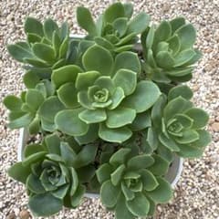 ꕤ︎︎グリーンローズꕤ︎︎ 多肉植物 セダム カット苗 - メルカリ