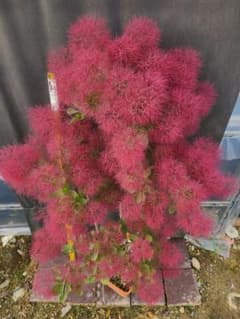 NR1スモークツリー赤花接木高さ130cm9号角鉢 大苗マロンレッド - メルカリ