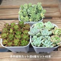 多肉植物カット苗6種セット45本 - メルカリ