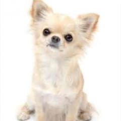 専用ページのサムネイル