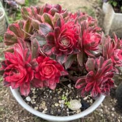 多肉植物。紅蓮花 法師錦抜き苗（発根期） - メルカリ