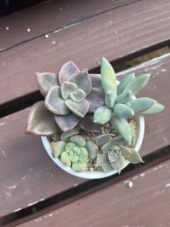 多肉植物セット③のサムネイル