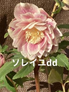 クリスマスローズ開花株 広瀬園芸 ソレイユ - メルカリ