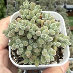 多肉植物　ドロサンテマム 氷晶（5cmポット・根付き苗）のサムネイル