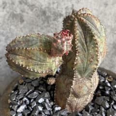 B18226☆オークション販売☆ユーフォルビア 極上木化 ヴィンテージ