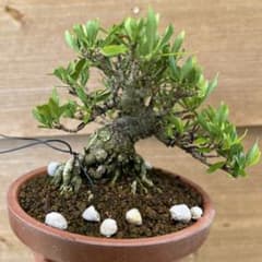 あ*様 クチナシ小品盆栽のサムネイル
